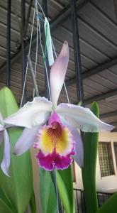 Cattleya hardyana