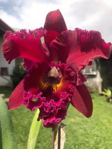 Rhyncholaeliocattleya Chia Lin