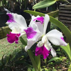 Cattleya Anita Marie