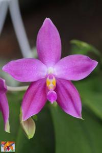 Phalaenopsis Germaine Vincent