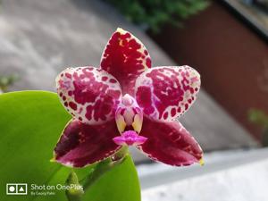 Phalaenopsis Zheng Min Triceratops