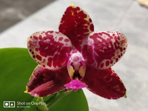 Phalaenopsis Zheng Min Triceratops