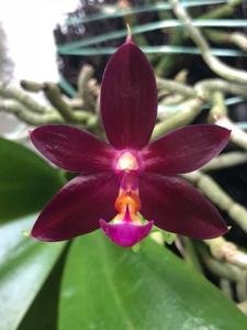 Phalaenopsis Valentinii