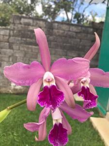 Cattleya elegans