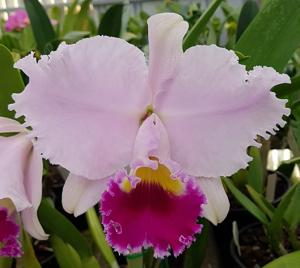 Rhyncholaeliocattleya Dream Trader