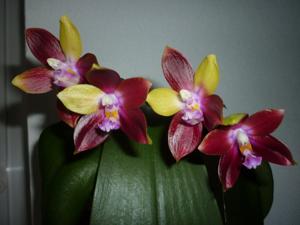 Phalaenopsis Tying Shin Fly Eagle