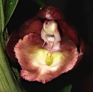 <i>Catasetum</i> Sue Ling