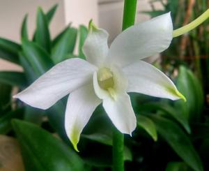 Dendrobium White Grace