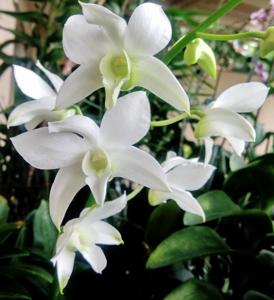 Dendrobium White Grace