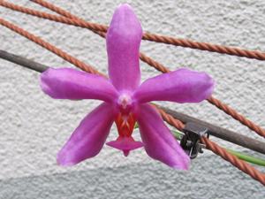 Phalaenopsis Harriettiae