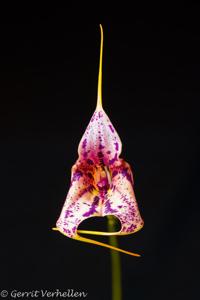 Masdevallia Chaparana