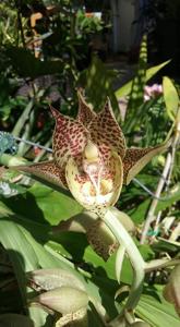 Catasetum Lata Laxman