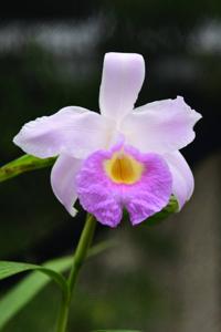 Sobralia Songbird