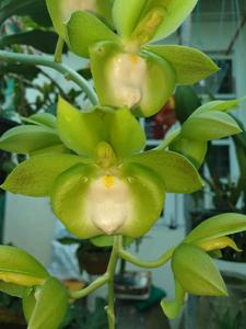 Catasetum Robert Ang