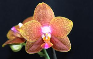 Phalaenopsis Pingtung Bronze Age