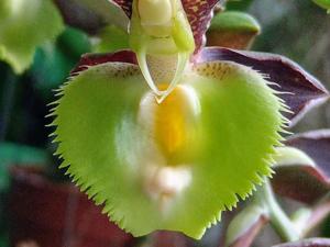 Catasetum Shanelle Girl