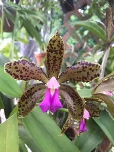 Cattleya Mrs. Mahler