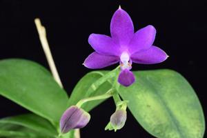 Phalaenopsis Sapphire's Galah