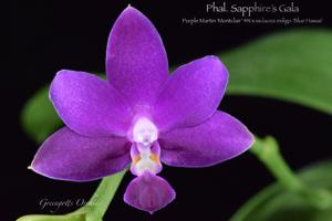 Phalaenopsis Sapphire's Galah