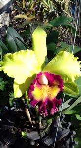 Rhyncholaeliocattleya Chomthong Green