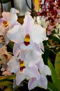 Oncidium Ardentissimum