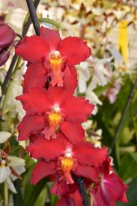 Oncidium Feuerkugel