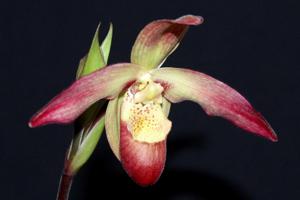 Phragmipedium After-Glo