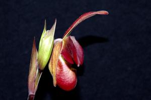 Phragmipedium After-Glo