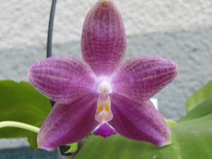 Phalaenopsis Lung Ching's Baby