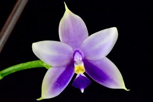 Phalaenopsis Samera