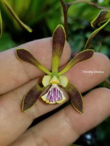 Encyclia Cindy