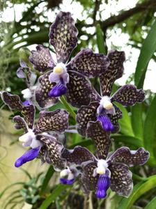 Vanda Sandra Gail Hatos