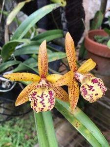 Brassocattleya Rustic Spots