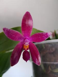 Phalaenopsis Corning's Violet