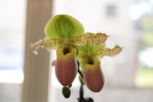 Paphiopedilum Joseíto