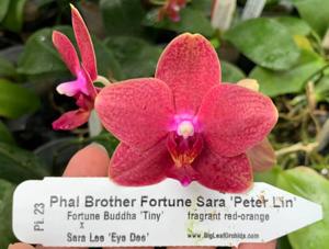 Phalaenopsis Brother Fortune Sara