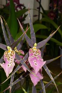 Bratonia Shelob