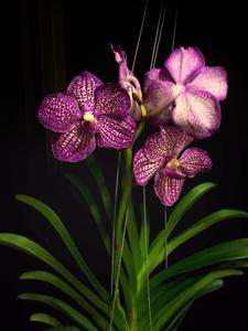 Vanda Tristar Blue