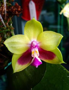 Phalaenopsis KS Happy Eagle