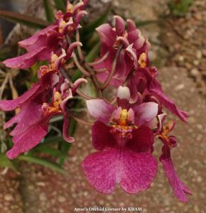 Tolumnia Popoki
