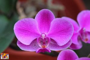 Phalaenopsis Queen Beer