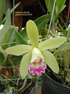 Cattleya Little Bit