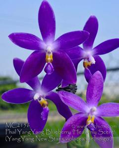 Phalaenopsis YangYang Blueberry