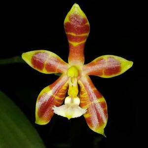 Phalaenopsis Mannosa