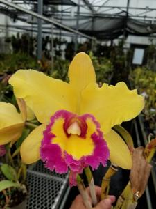 Cattleya Final Touch