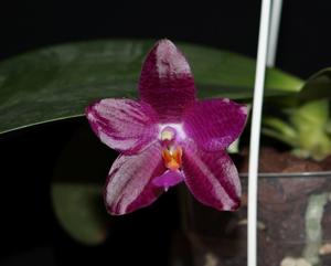 Phalaenopsis Mok Choi Yew