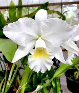 Cattleya Angel Bells