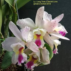 Cattlianthe Loog Tone-Secret Love