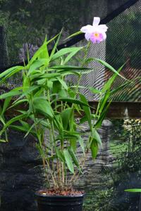 Sobralia Songbird