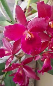 Cattlianthe Noemi Santiago